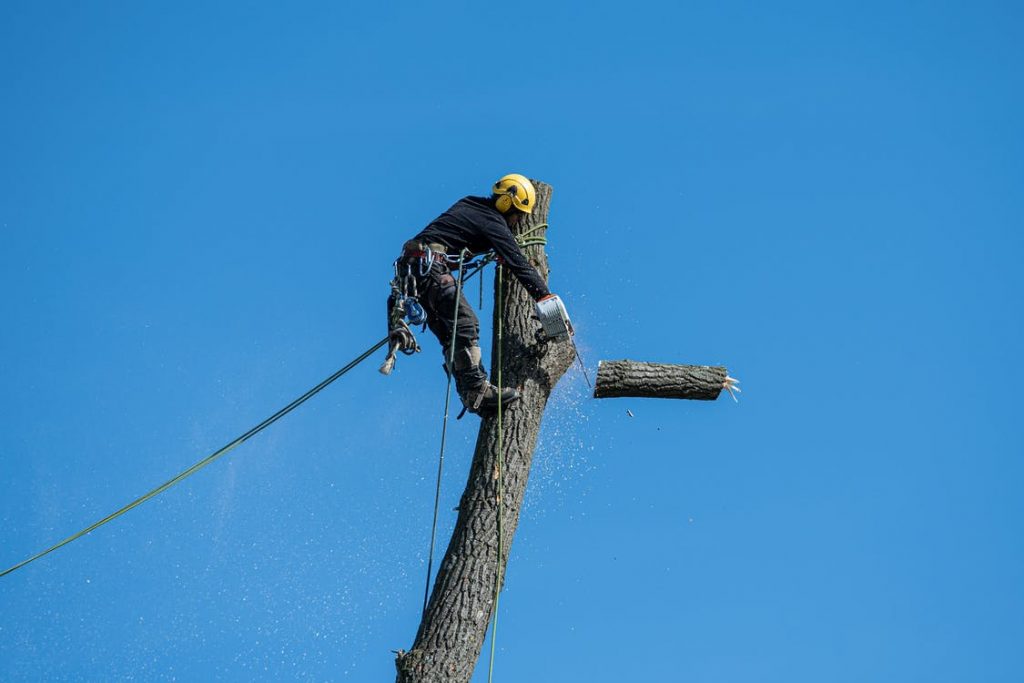 Professional Tree Trimming Service In Pittsburg Texas