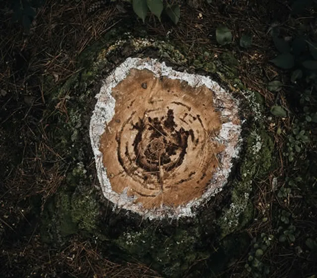 Stump Removal