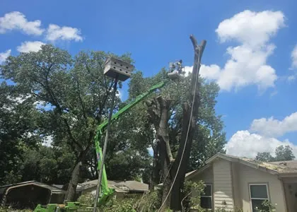 Tree Needs